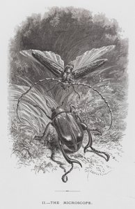 O Inseto: O Microscópio (gravura) de Hector Giacomelli