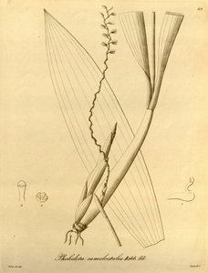 Ilustração de Pholidota camelostalix de Heinrich Gustav Reichenbach