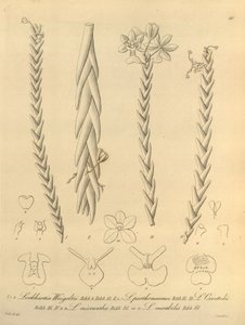 Lockhartia - Xenia vol 1 (1858) fig. 40 de Heinrich Gustav Reichenbach