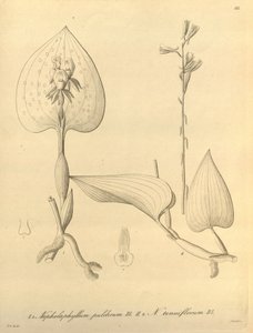 Este ficheiro provém da Biodiversity Heritage Library, e está disponível online em biodiversitylibrary.org/page/696488 de Heinrich Gustav Reichenbach