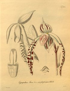 Este arquivo vem da Biblioteca do Patrimônio da Biodiversidade e está disponível online em biodiversidadelibrary.org/page/698357