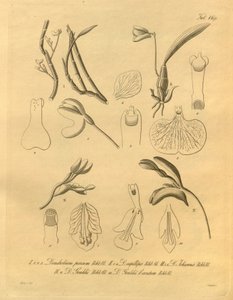 Este arquivo vem da Biblioteca do Patrimônio da Biodiversidade e está disponível online em biodiversidadelibrary.org/page/698365 de Heinrich Gustav Reichenbach