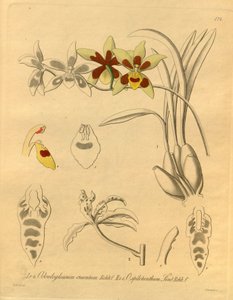 Este ficheiro provém da Biodiversity Heritage Library, e está disponível online em biodiversitylibrary.org/page/698370 de Heinrich Gustav Reichenbach