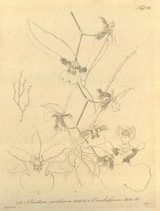 Este arquivo vem da Biblioteca do Patrimônio da Biodiversidade e está disponível online em biodiversidadelibrary.org/page/696498