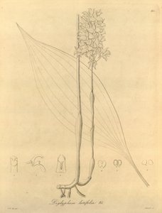 Este arquivo vem da Biblioteca do Patrimônio da Biodiversidade e está disponível online em biodiversidadelibrary.org/page/696480 de Heinrich Gustav Reichenbach