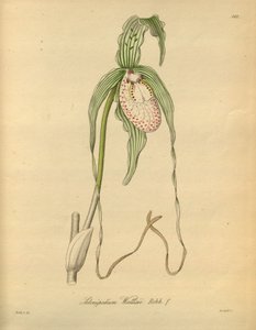 Este arquivo vem da Biblioteca do Patrimônio da Biodiversidade e está disponível online em biodiversidadelibrary.org/page/698377