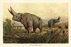 Arsinoitherium, um gênero extinto de mamífero paenungulata., 1908 (Impressão)