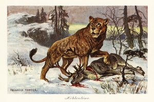 Leão das cavernas da Eurásia, Panthera spelaea., 1908 (Impressão)