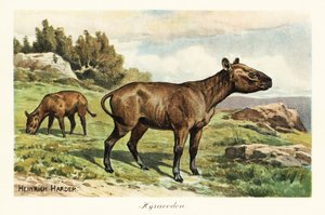 Hyracodon, género extinto de mamífero tipo pónei, Oligoceno. ,1908 (Imprimir) de Heinrich Harder