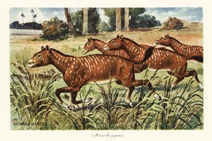 Mesohippus, género extinto do cavalo primitivo,1908 (Imprimir)