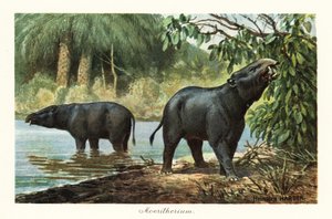 Moeritherium, gênero extinto de proboscídeos do Eoceno. ,1908 (Impressão)