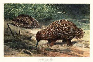 Equidna de bico curto, Tachyglossus aculeatus, procurando comida. de Heinrich Harder