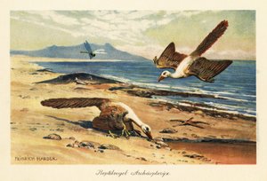 Dois Archeopteryx forrageando na costa. de Heinrich Harder