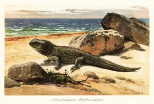 Vulnerável tuatara, Sphenodon punctatus, na costa. de Heinrich Harder