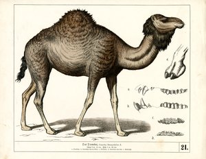  de Heinrich Leutemann