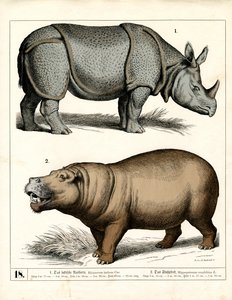 Rinoceronte indiano e hipopótamo de Heinrich Leutemann