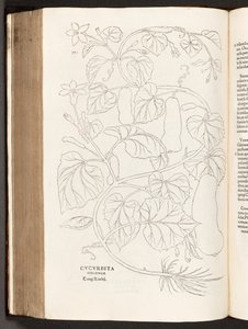 BT3.26.5 Courgette p.370, a partir da história de plantas comentários pelo notável Leonhart Fuchs, 1542