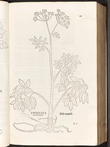 BT3.267.5 p.125 selvagem Angelica, a partir da história de plantas comentários pelo notável Leonhart Fuchs, 1542