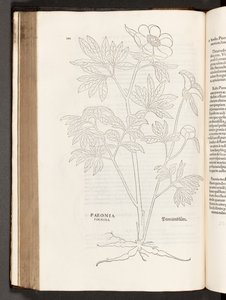BT3.267.5 p.311 Paeony, a partir da história de plantas comentários pelo notável Leonhart Fuchs, 1542