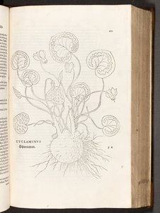 BT3.267.5 p.51 Primrose, a partir da história de plantas comentários pelo notável Leonhart Fuchs, 1542
