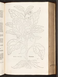 BT3.267.5 Aubergine p.533, a partir da história de plantas comentários pelo notável Leonhart Fuchs, 1542