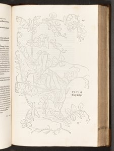 BT3.267.5. p.627 Bean, a partir da história de plantas comentários pelo notável Leonhart Fuchs, 1542