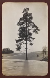 Primeira Guerra Mundial: a "Ucrânia nos anos 1914-1916 durante a invasão do exército alemão". Paisagem com neve (foto a p/b) de Heldenfriedhof Dsessentniki (attr. to)