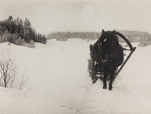 Primeira Guerra Mundial: a "Ucrânia nos anos 1914-1916 durante a invasão do exército alemão". Um trenó puxado por cavalos na neve (foto a p/b)