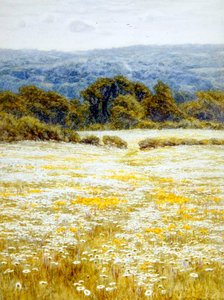 Oxeye Daisies, perto de Westerham, Kent (aguarela sobre papel) de Helen Allingham