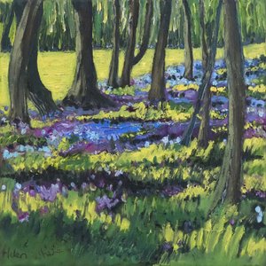 Bluebell Wood, 2008 de Helen White