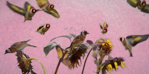 Encanto no Rosa, 2020 de Helen White