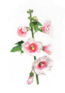 Malva-rosa, 2021