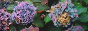 Hortênsias, 2018, de Helen White