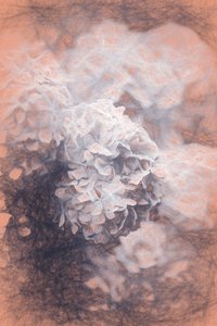 Hortênsias Pastel, 2018, de Helen White