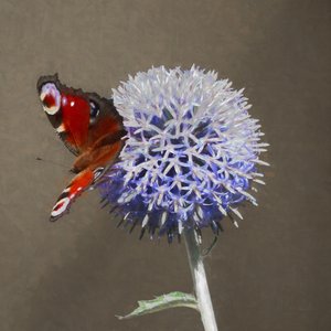 Peacock on Blue Thistle, 2018 de Helen White