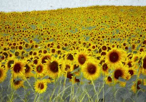 Campo de girassol, 2019 de Helen White