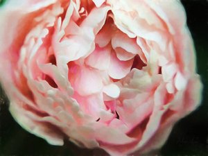Tender Heart, 2018, de Helen White