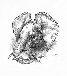 Elefante africano, c1900