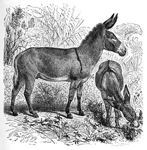 Burro selvagem africano, c1900