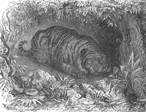 Uma soneca depois do jantar, c1900 de Helena J. Maguire