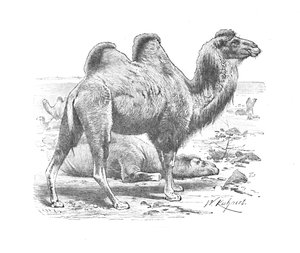 Camelo bactriano, c1900