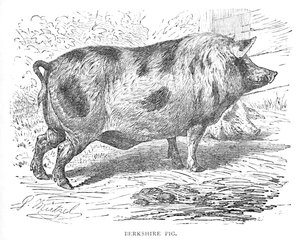 Porco de Berkshire, c1900