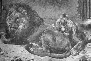 Leão e Leoa, c1900