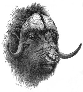 Boi-almiscarado, c1900