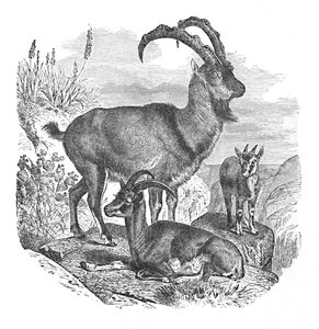 Cabras selvagens persas, c1900