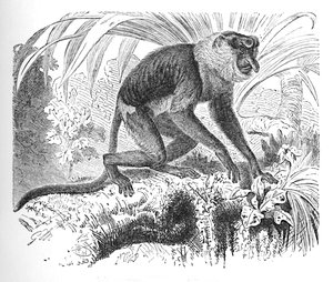 Macaco-narigudo, c1900