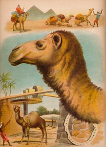 O camelo, c1900