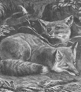 A raposa em casa, c1900 de Helena J. Maguire