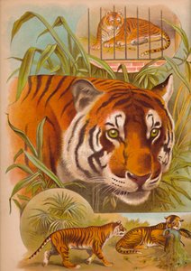 O tigre, c1900 de Helena J. Maguire