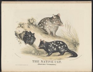 Mamíferos da Austrália (Krefft) Nla.obj-33627803-14 O gato nativo de Helena Scott